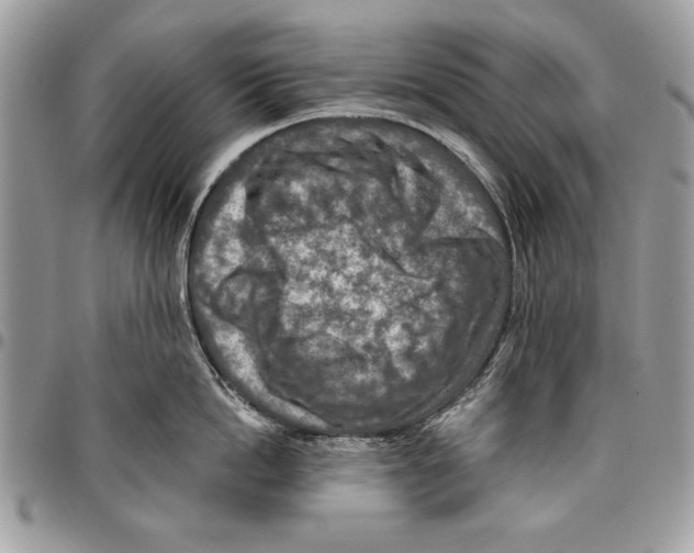 X0000095880862200802081053