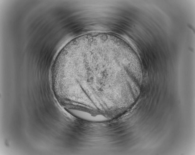 X0000095881243200802081047