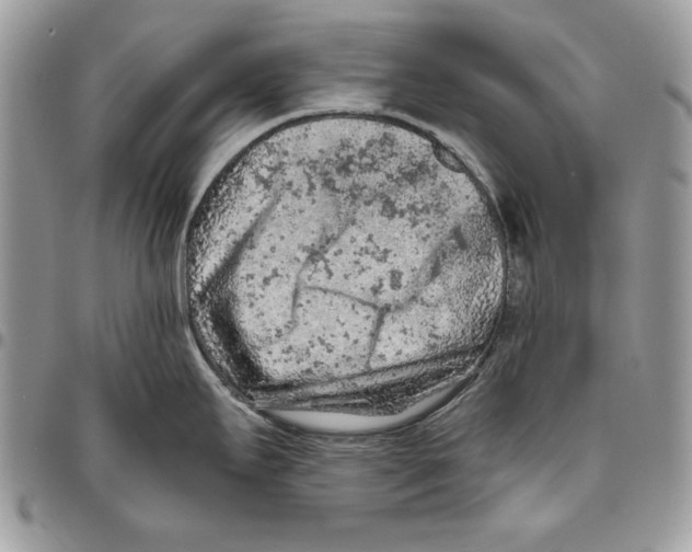 X0000095881295200802081046