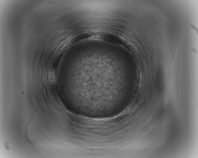 X0000095890048200801111205