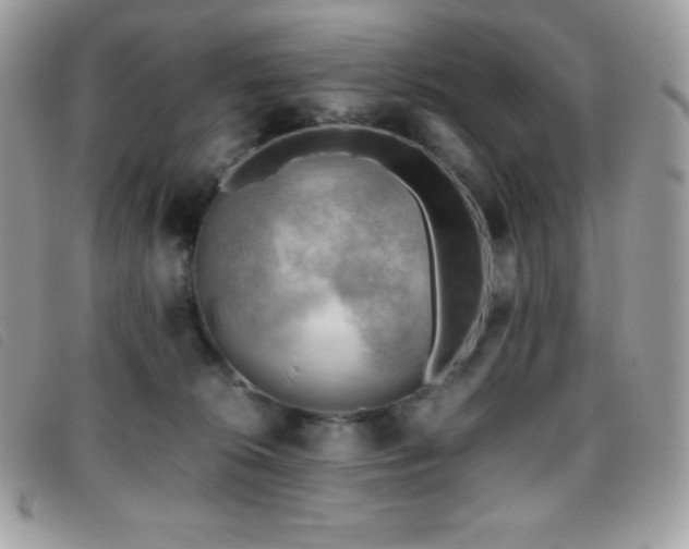 X0000095890276200801111202