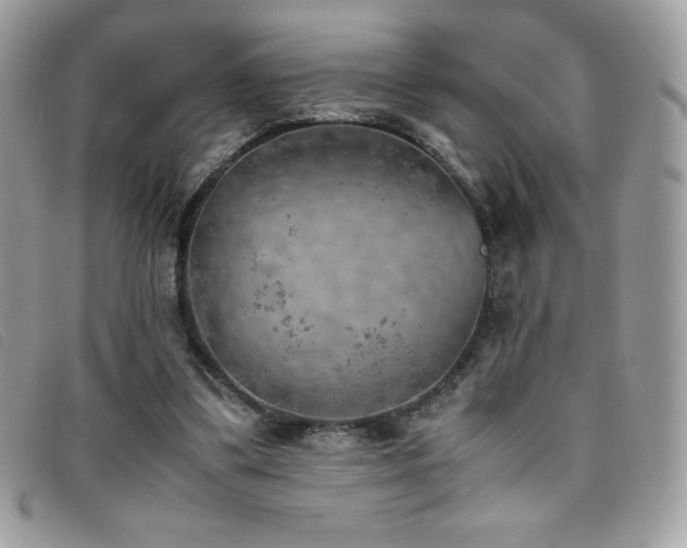 X0000095890299200801111201