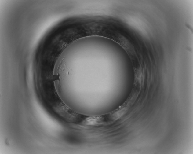 X0000095890526200801111158
