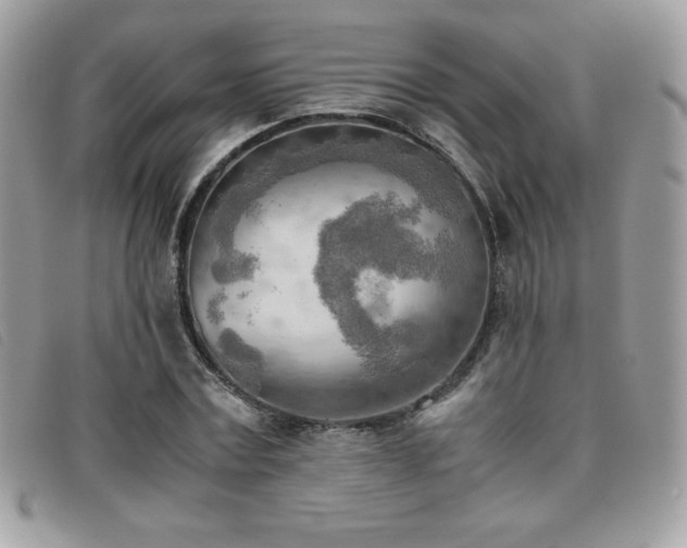 X0000095890779200801111155