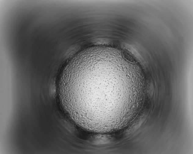 X0000095890261200801181231