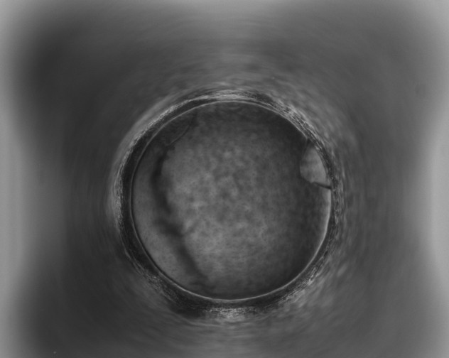 X0000095890295200801181231