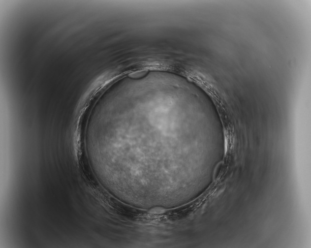 X0000095890339200801181230