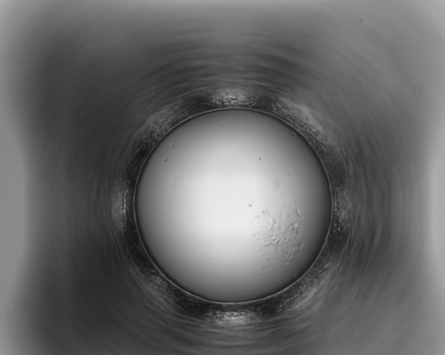 X0000095890645200801181226