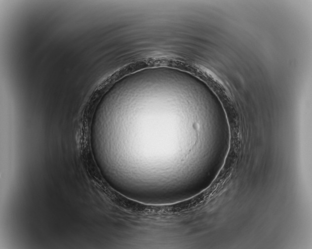 X0000095890775200801181225