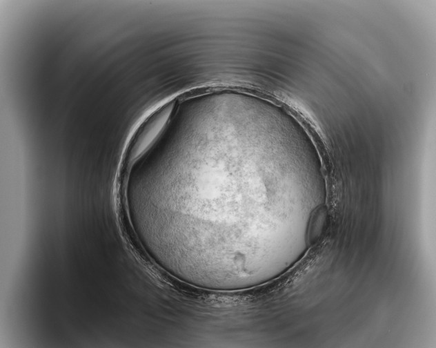 X0000095890928200801181223