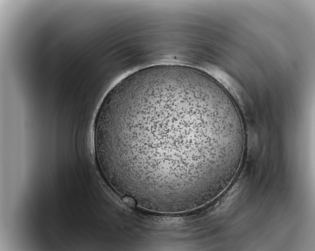 X0000095891238200801181219