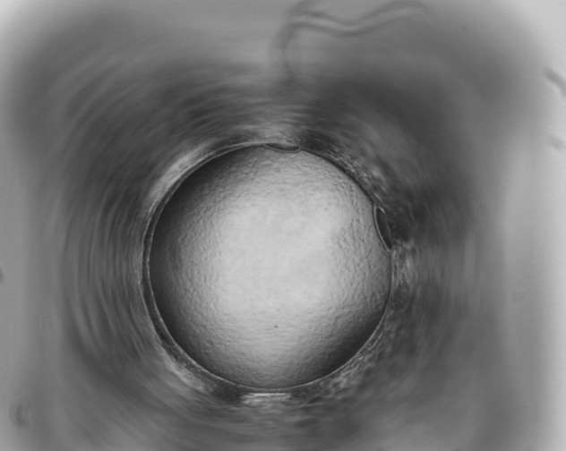 X0000095890051200801251211