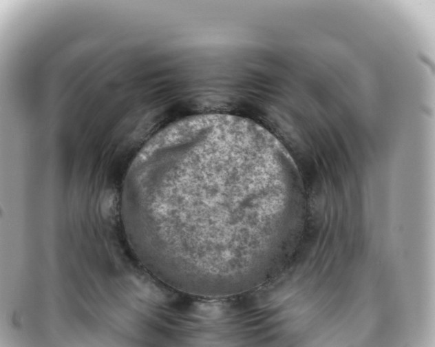 X0000095890079200801251212