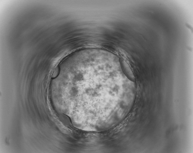 X0000095890145200801251210