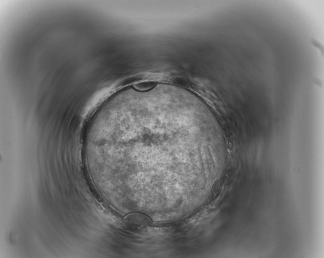 X0000095890149200801251210