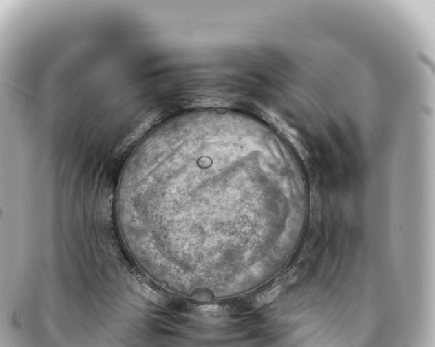 X0000095890153200801251210