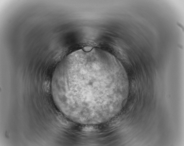 X0000095890177200801251210