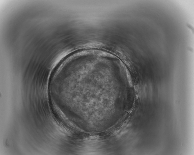 X0000095890196200801251210