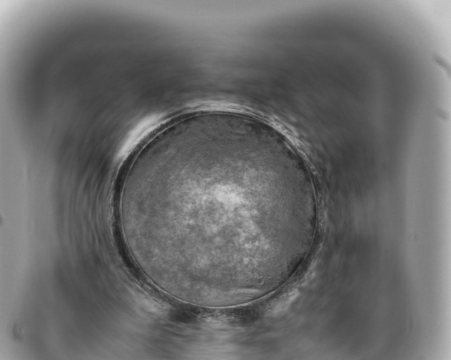 X0000095890199200801251210