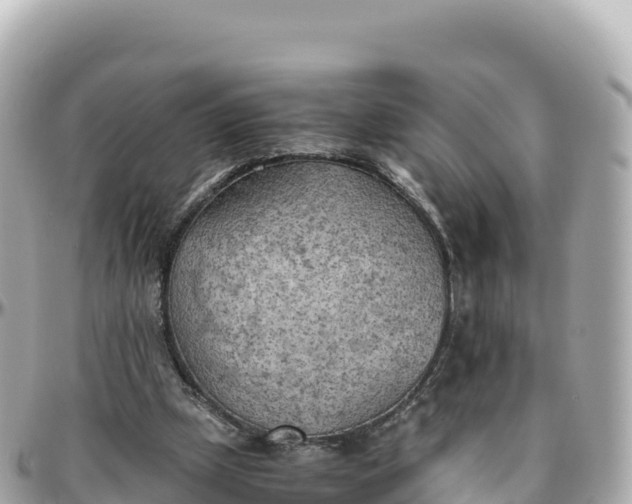 X0000095890249200801251209