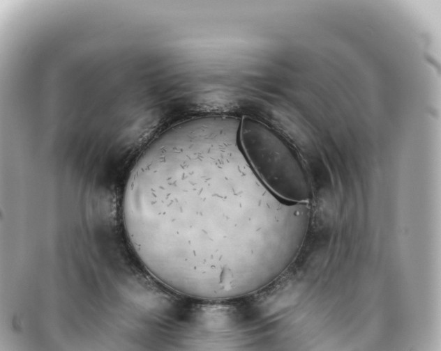 X0000095890268200801251209