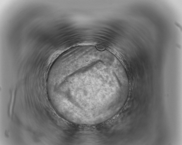 X0000095890337200801251207