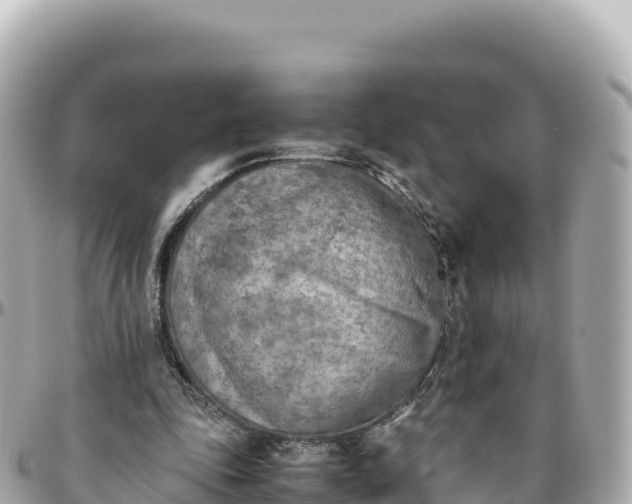 X0000095890343200801251207