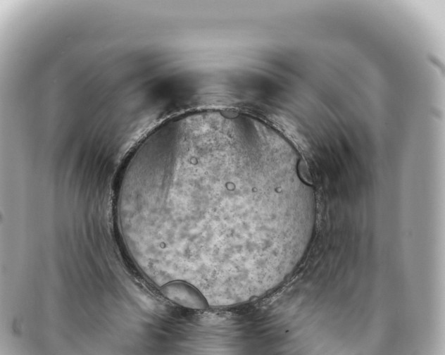 X0000095890346200801251207