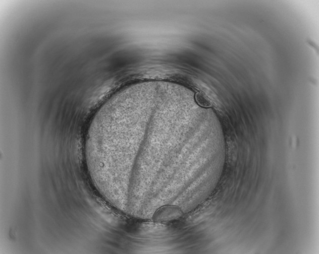 X0000095890354200801251207