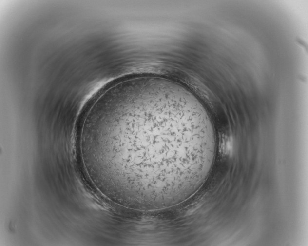 X0000095890388200801251207