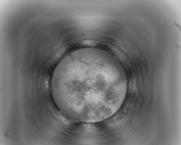 X0000095890424200801251207