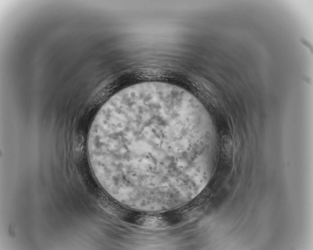 X0000095890507200801251205