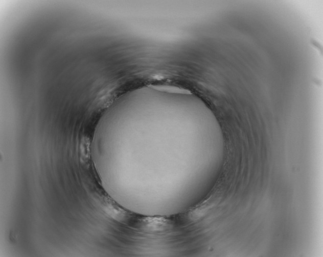 X0000095890528200801251205