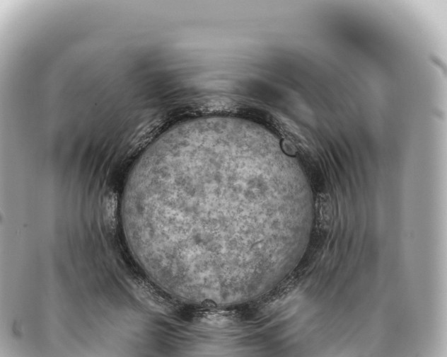 X0000095890550200801251205