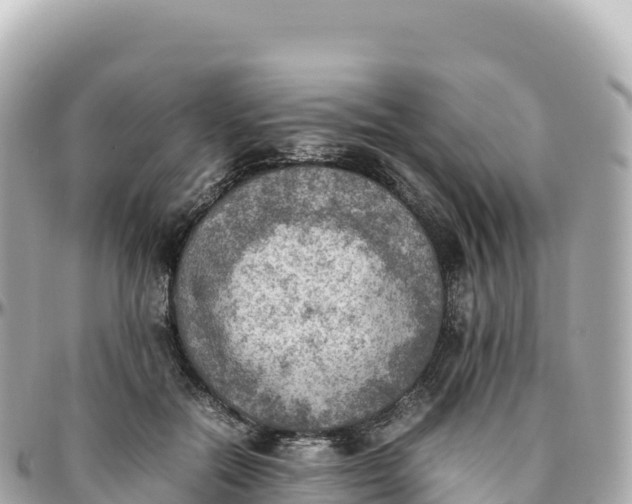 X0000095890554200801251205