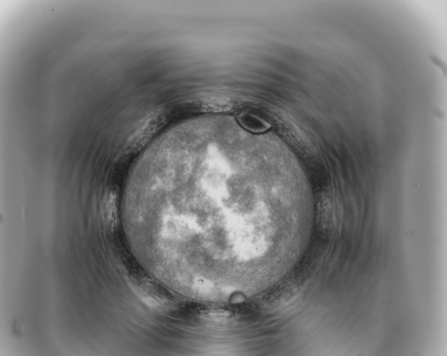 X0000095890598200801251204