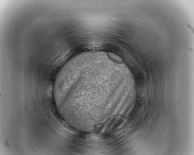 X0000095890652200801251203