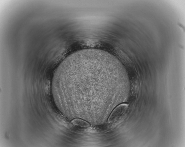 X0000095890656200801251203