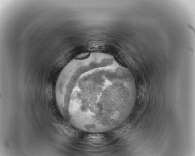 X0000095890659200801251204