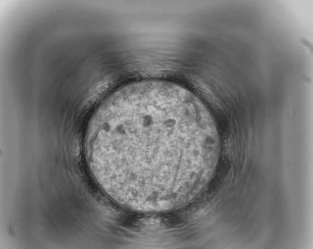 X0000095890687200801251203