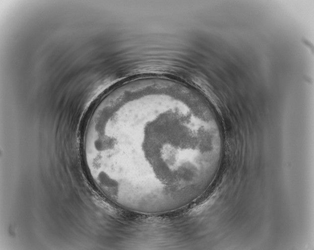 X0000095890779200801251201