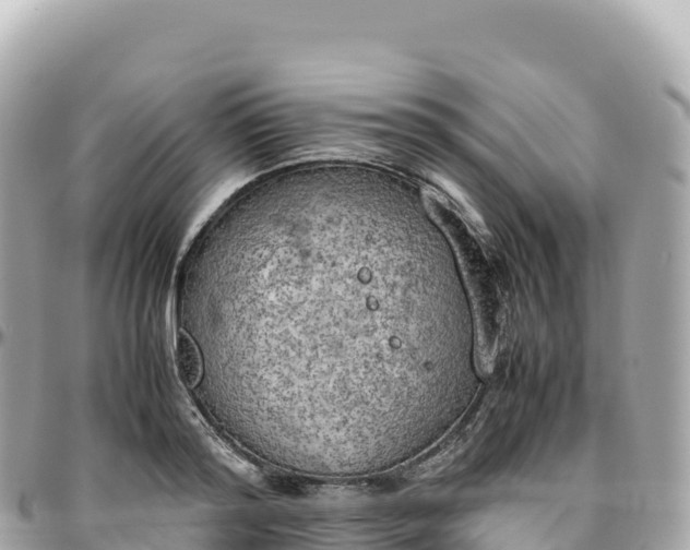 X0000095890796200801251201