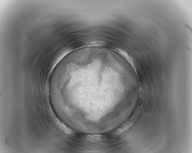 X0000095890859200801251201