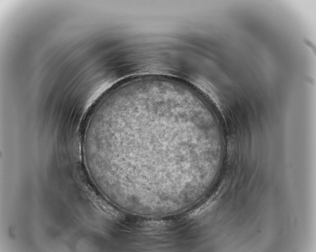 X0000095890925200801251159