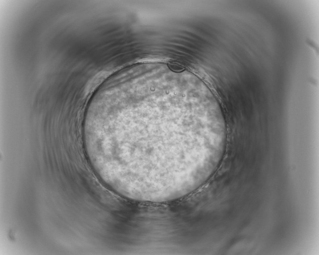 X0000095890337200802011111