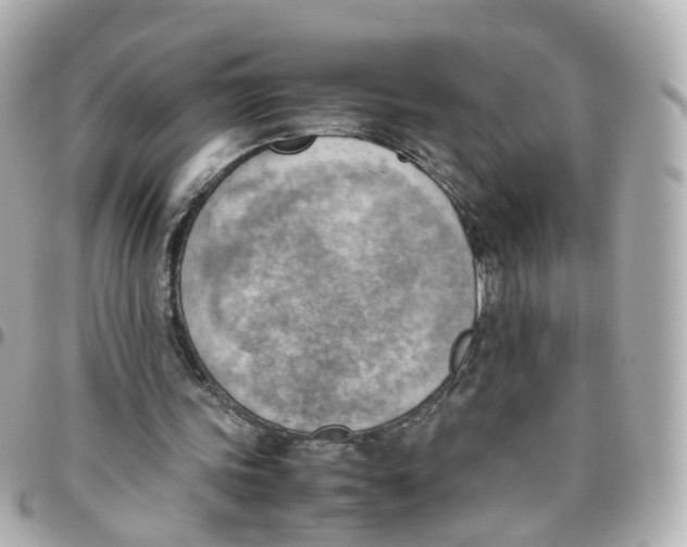 X0000095890339200802011111