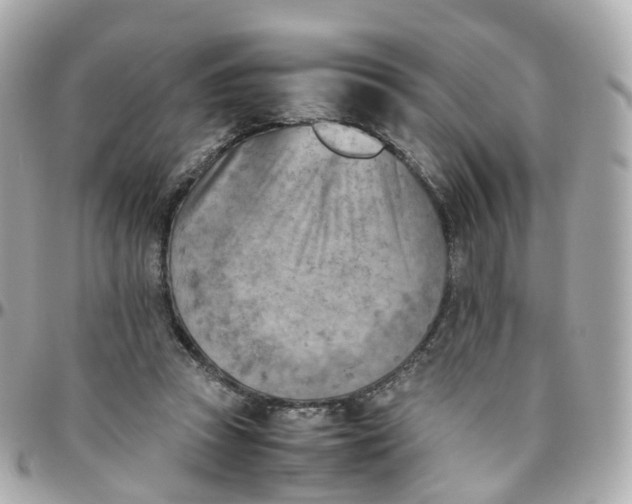 X0000095890353200802011111
