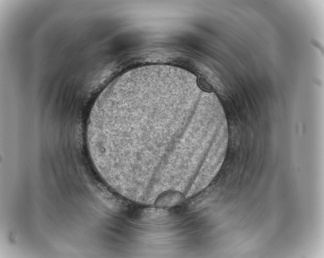 X0000095890354200802011111