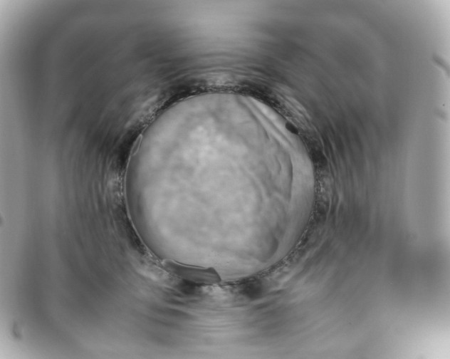 X0000095890419200802011111