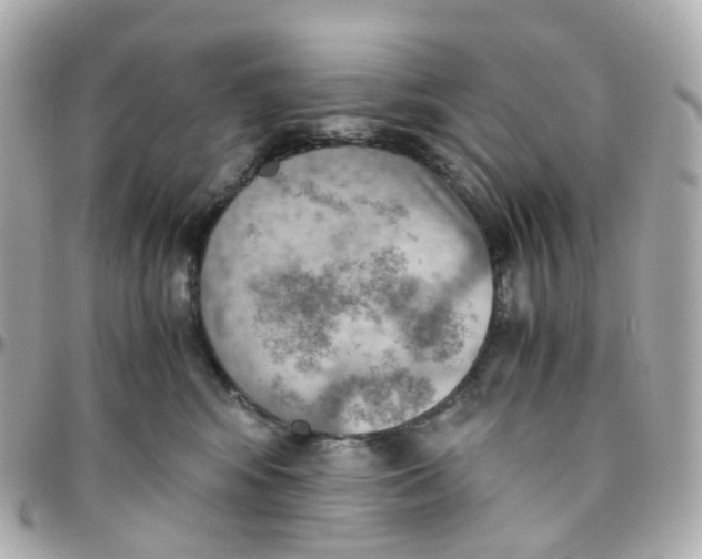 X0000095890424200802011110